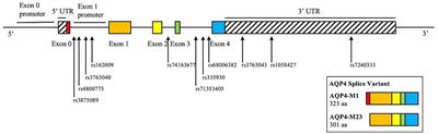 Aquaporin-4 Polymorphisms Are Associated With Cognitive Performance in Parkinson’s Disease